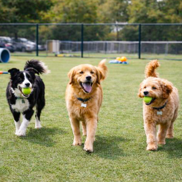 Three pets in the Field