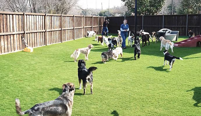 Artificial Turf Pet Parks