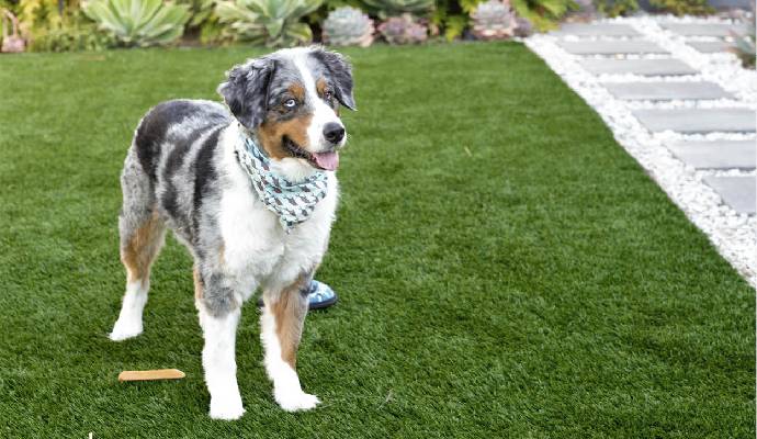 Dog on artificial turf