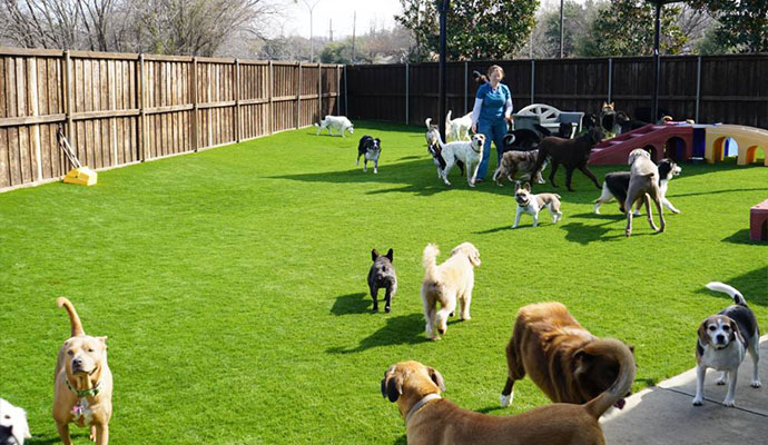 Dogs playing in outdoor pet yard with artificial turf