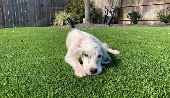 A dog sitting on a pet-friendly artificial turf installed in the backyard of residential area