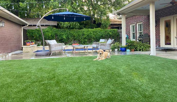 Dog relaxing on an artificial turf lawn in a backyard.