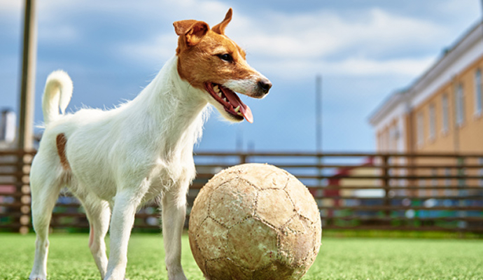 Pet dog standing beside a ball on artificial turf.