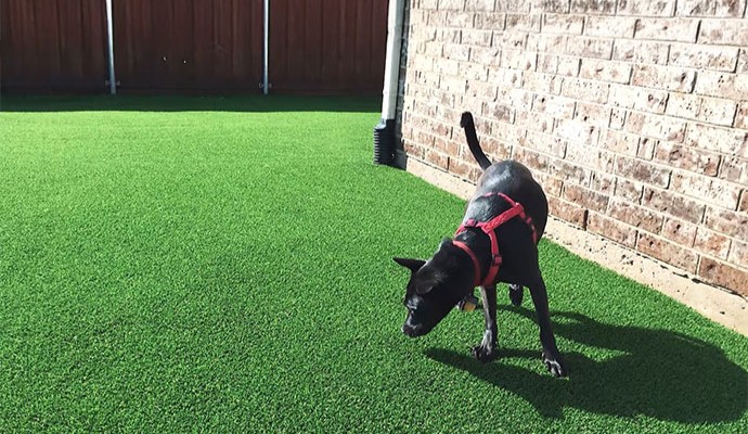 A pet dog standing on pet-friendly artificial turf in a backyard.