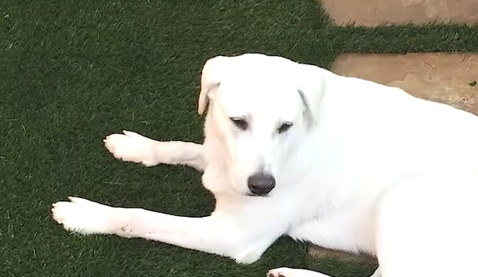 Pet dog sitting on freshly installed artificial turf in a backyard.