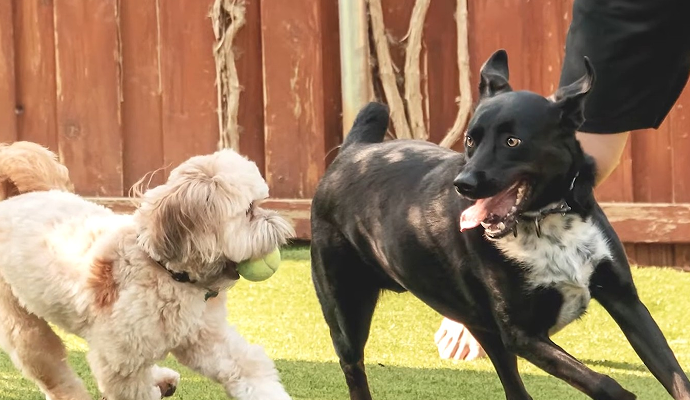 Two happy pet dogs playing together on artificial turf in a backyard