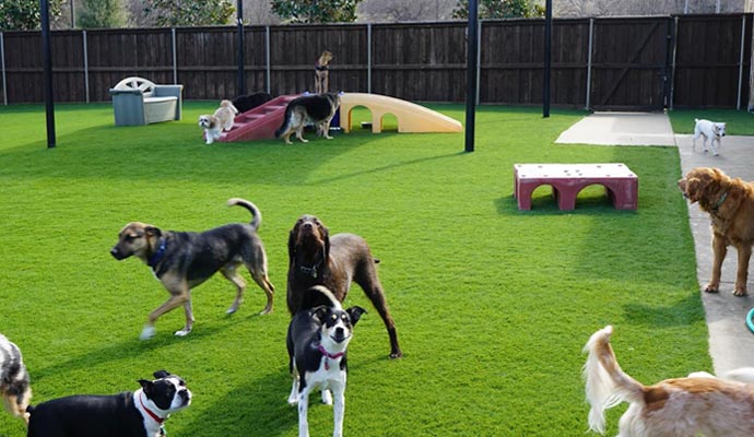 Turf for pets